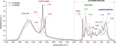 Metabolite Quantification by Fourier Transform Infrared Spectroscopy in Diatoms: Proof of Concept on Phaeodactylum tricornutum